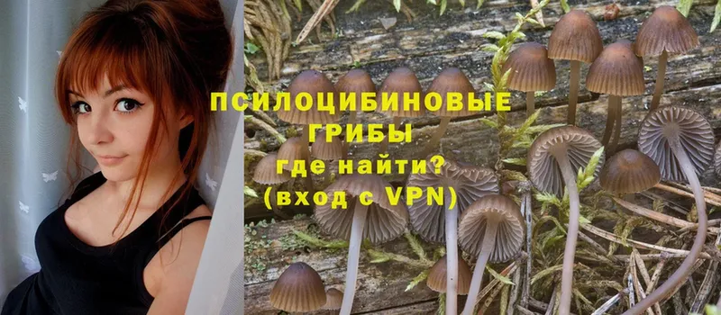 Псилоцибиновые грибы Psilocybine cubensis  Вятские Поляны 